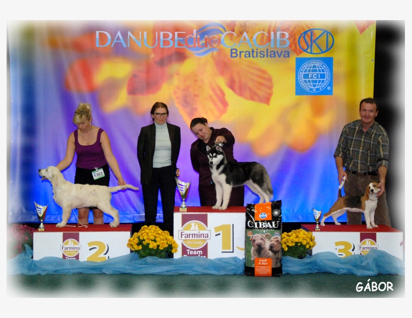 Bandit Zorro Carinthian Fire Inside Very Promising - Hellenikos Ichnilatis, transparent png #5021034