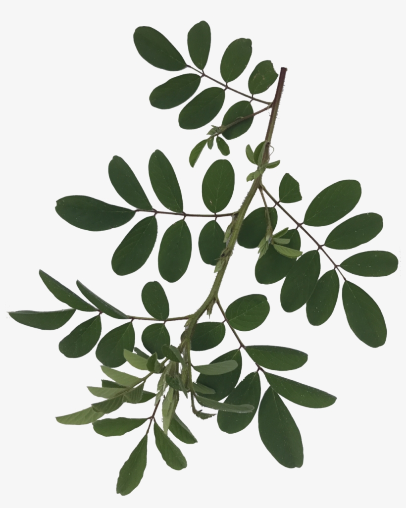 Images In Photoshop, Then Made Them Move In After Effects - Portable Network Graphics, transparent png #5021292