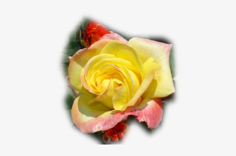 Paisajes Y Flores Png - Portable Network Graphics, transparent png #5022047