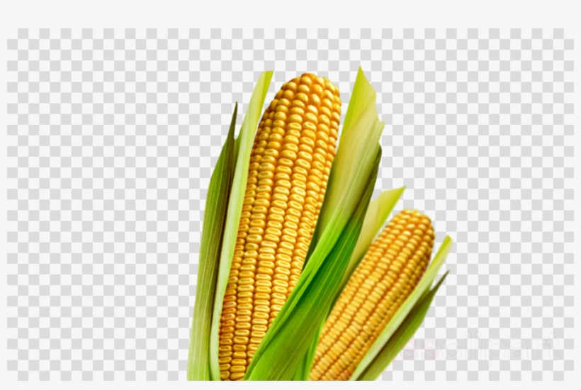 Download Maiz Clipart Corn On The Cob Maize Vegetarian - Vector Graphics, transparent png #5025462