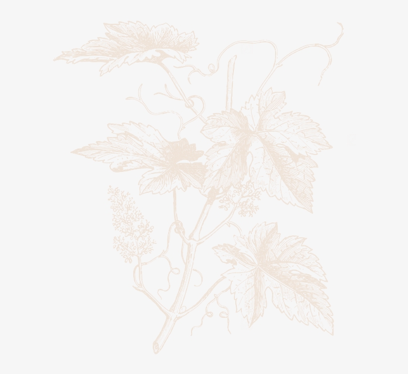 Fondo-transparente - Vitis Vinifera Grapes, transparent png #5028113