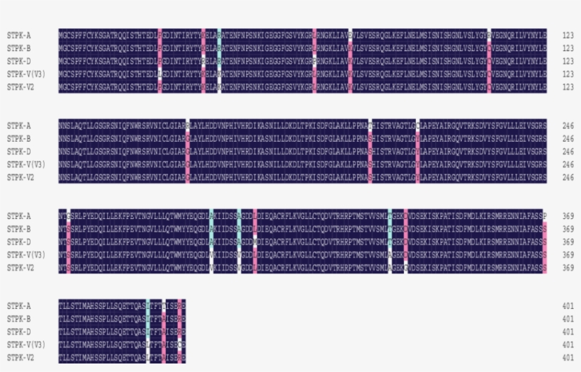 Alignment Of Amino Acid Sequences Deduced From Stpk - Tartan, transparent png #5029152