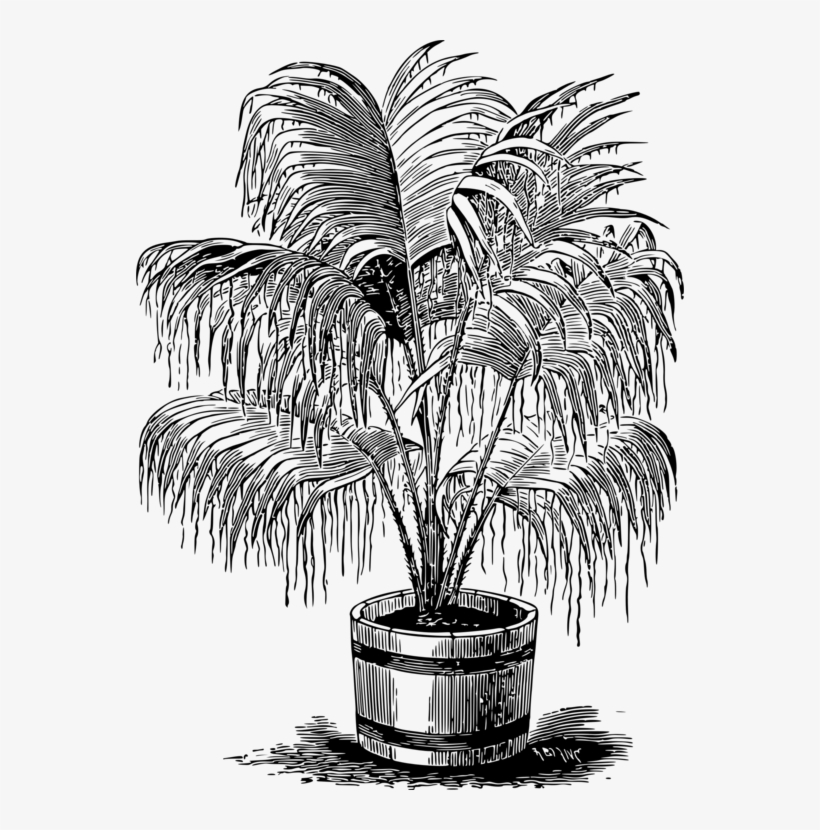 Palm Trees Drawing Black And White Monochrome Photography - Palms Drawing, transparent png #5031370