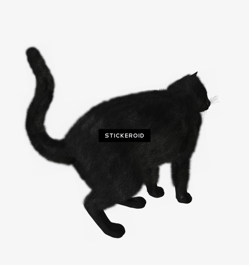 Лиса Fox Silhouettes Силуэт - Black Cat, transparent png #5031938