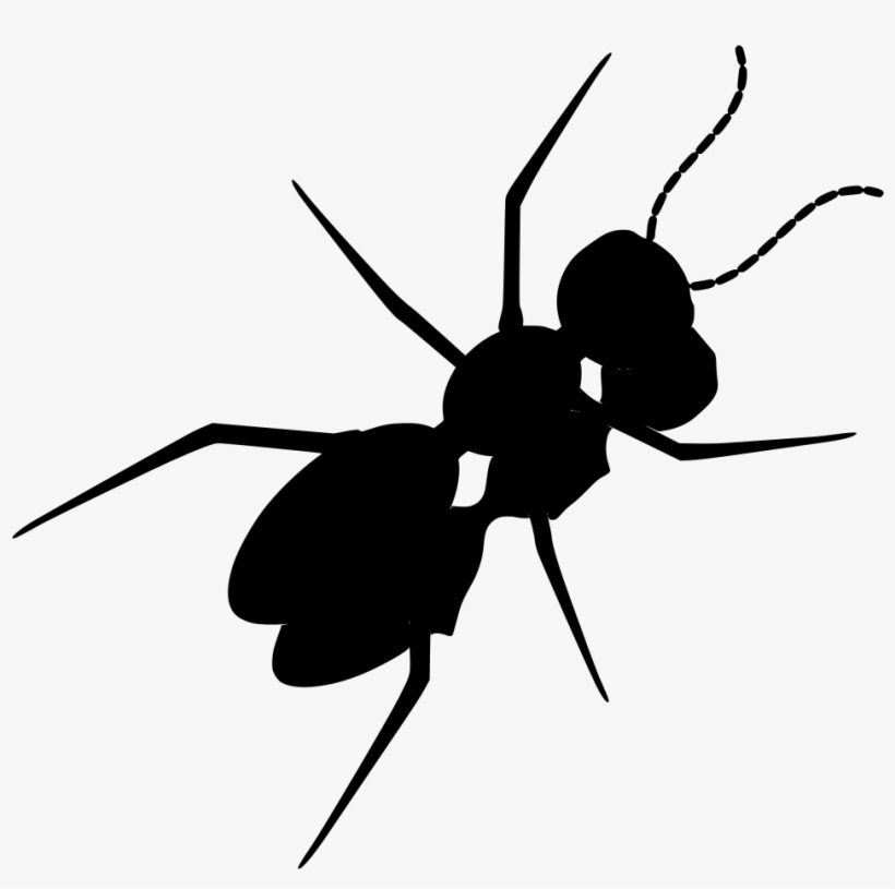 Download Png - Ant, transparent png #5032546