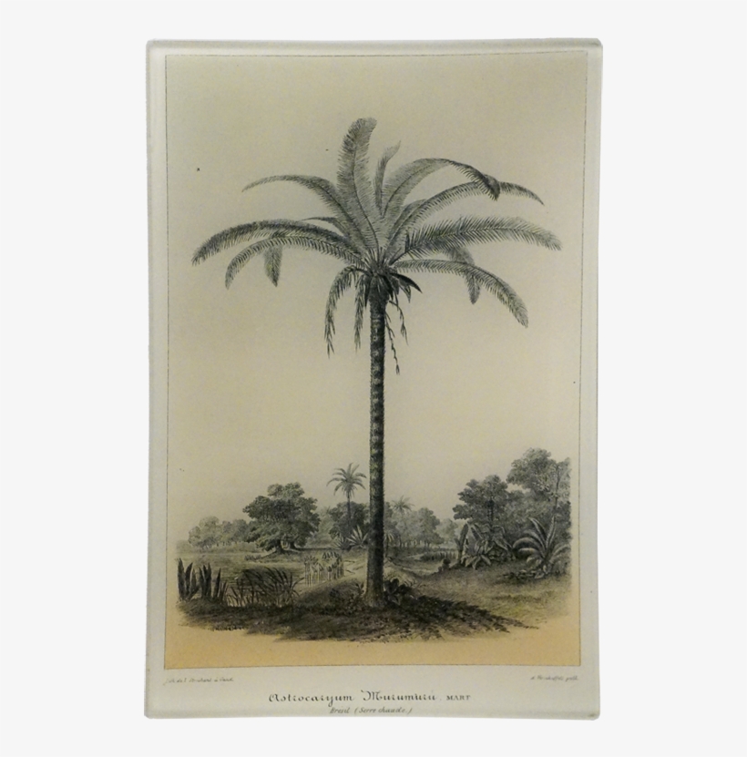 Palm Tree Vintage Poster, transparent png #5034501