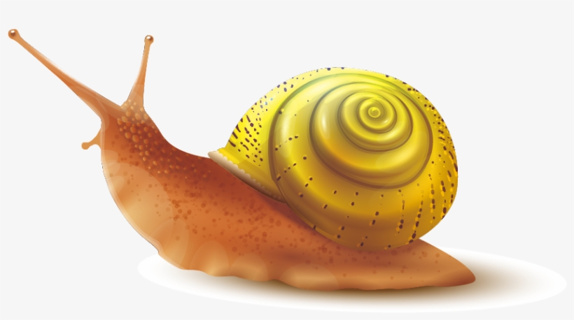 Snail Slime Png - Snail Shell Transparent Background Png, transparent png #5037923