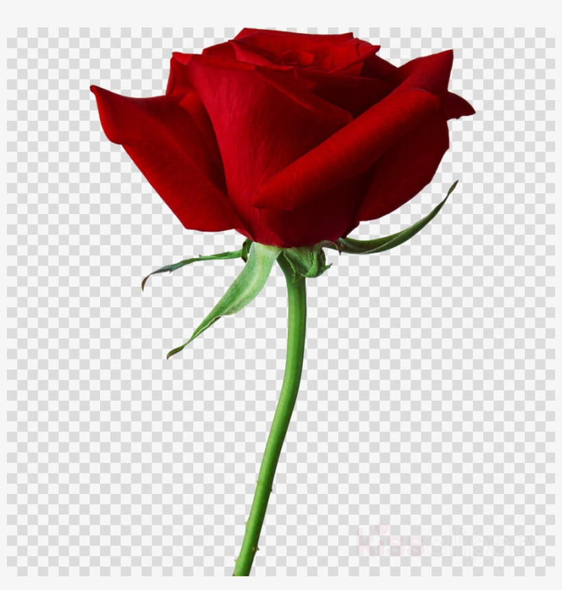 Black Rose Clipart True Blood Black Rose Seeds - Real Black Roses Hd, transparent png #5040757