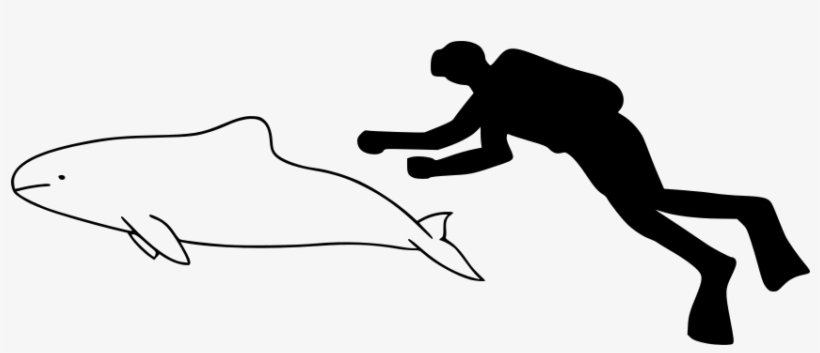 Spectacled Porpoise Size - Yangtze Finless Porpoise Outline, transparent png #5041688