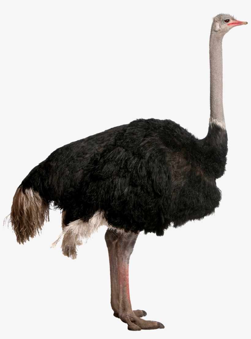 Ostrich Png, transparent png #5043562