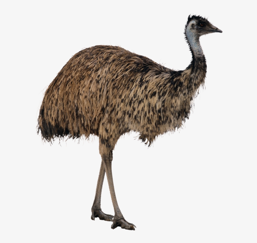 Forgetmenot Birds Publicat De Eu Ciresica La - Emu Png, transparent png #5043856