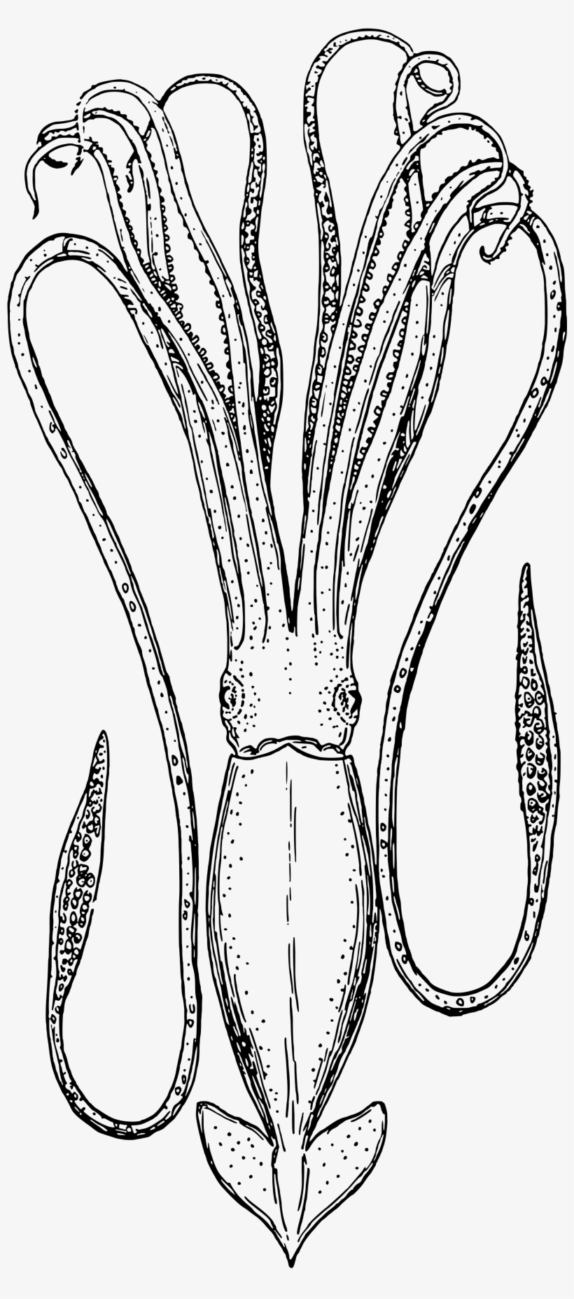 Open - Line Art Squid, transparent png #5044458