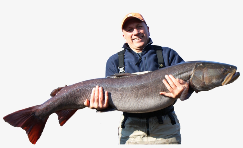 Enjoy Your Fishing Adventures By Chasing Taimen, Lenok - Lunge, transparent png #5046318