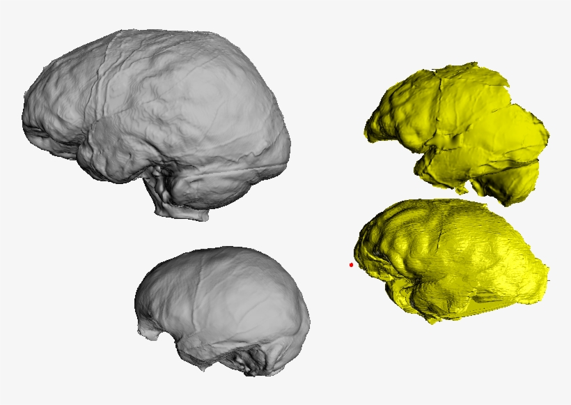 Zachary Cofran On Twitter - Sketch, transparent png #5050748