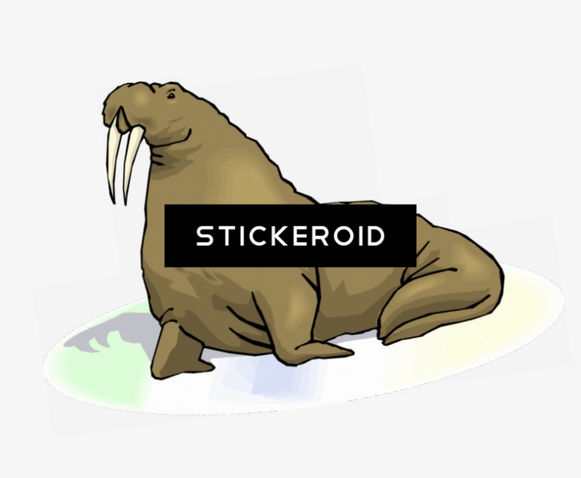 Walrus S Animals - Punxsutawney Phil, transparent png #5057031