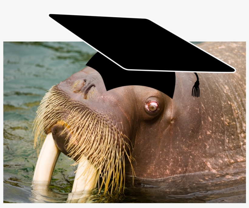 Shining With All Its Might - Book On Demand Ltd. Walrus By Russell Jesse Cohn Ronald, transparent png #5058011