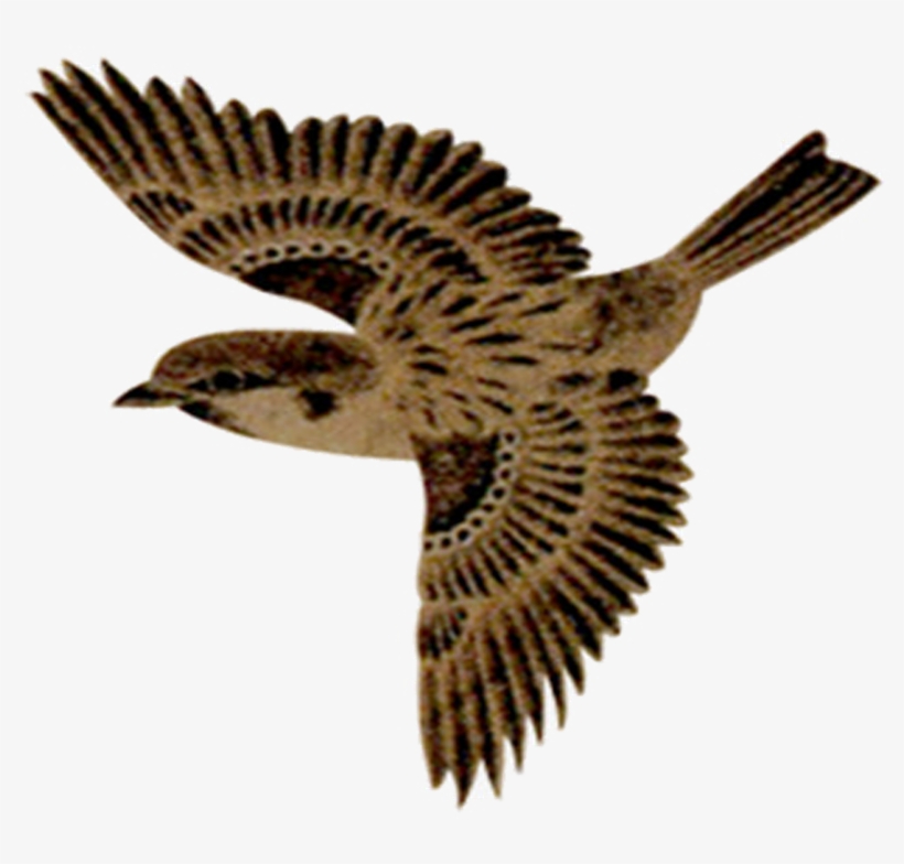Flying Sparrow Png No Background - Sparrow Flying Png, transparent png #5061062