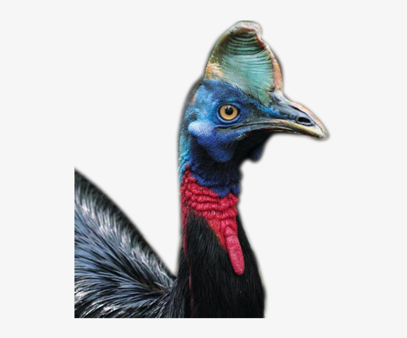 About Us - Cassowary, transparent png #5061212