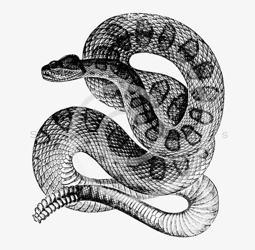 All Black And White Illustrations Png Silverspiralarts - Snake Illustration Black And White, transparent png #5062541