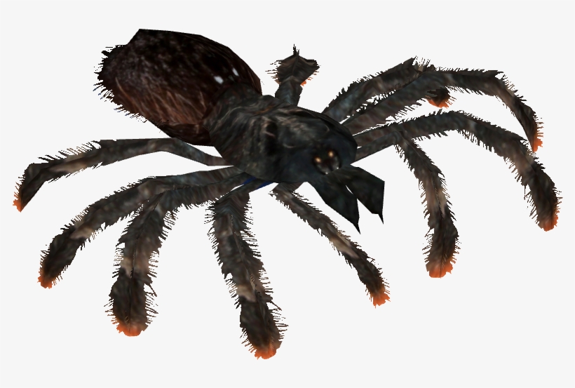 Pinktoe Tarantula - Typhochlaena, transparent png #5065274