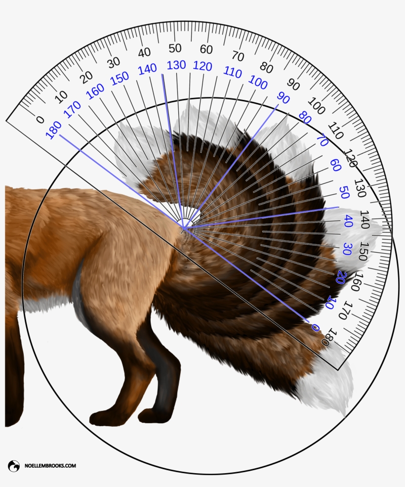 Red Fox Tail Curl Angle Calculations Protractor Free