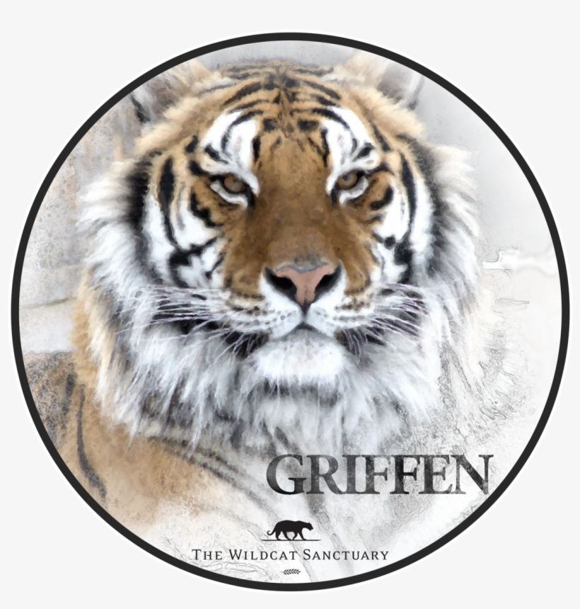 Sleeve, transparent png #5068820
