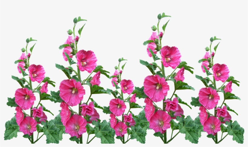 Hollyhocks, Flowers, Garden, Blooming, Cut Out - Jardin De Flores Png, transparent png #5070173