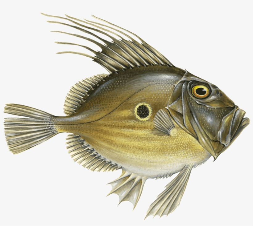 Zeus Faber John Dory - John Dory, transparent png #5070243