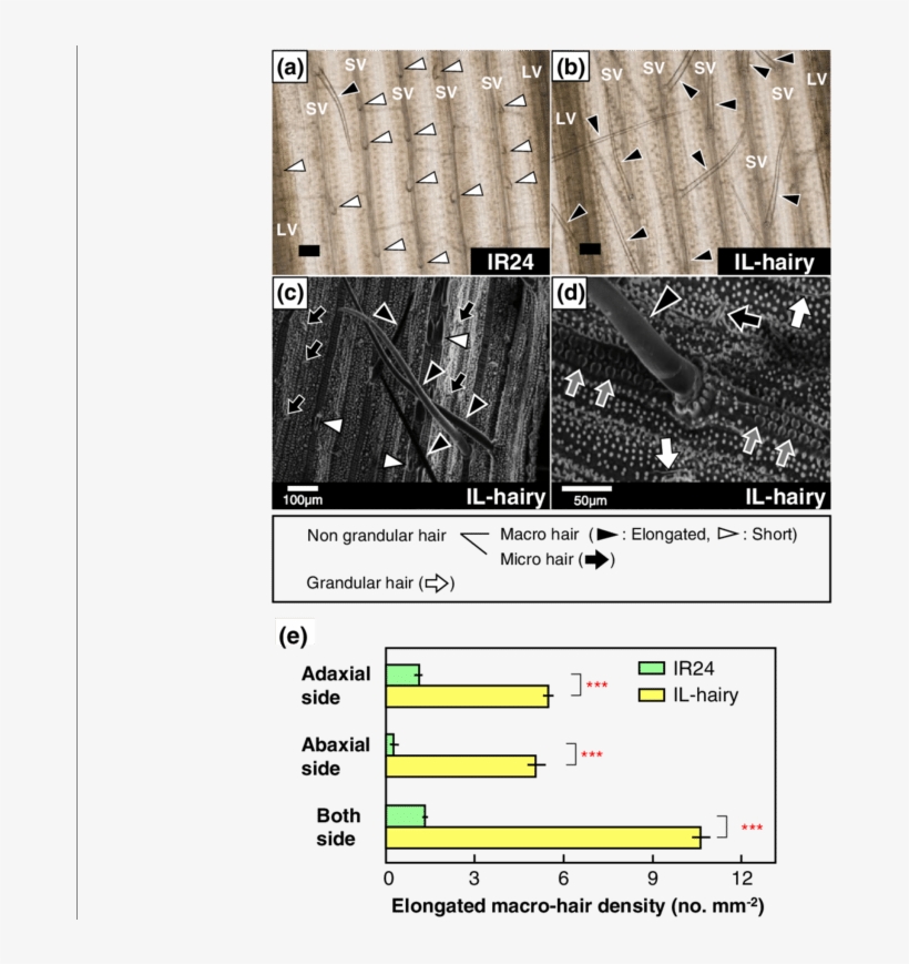 Light Microscopic And Scanning Electronic Microscopic - Common Fig, transparent png #5071444