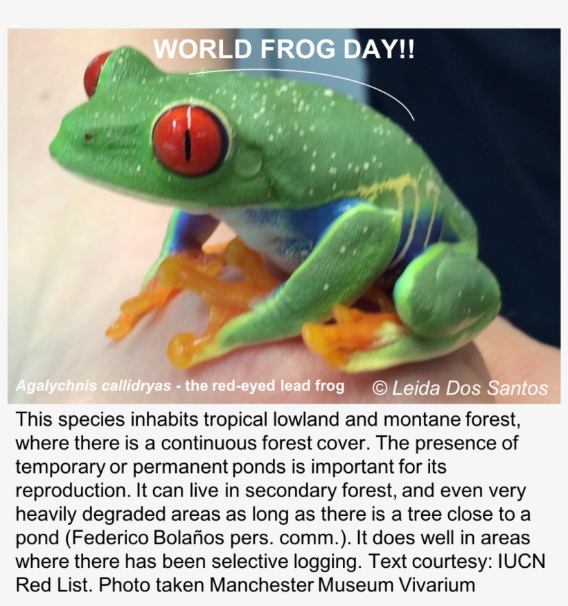 Leida Dos Santos On Twitter Wfd Froffutureourfuture - Red-eyed Tree Frog, transparent png #5075105
