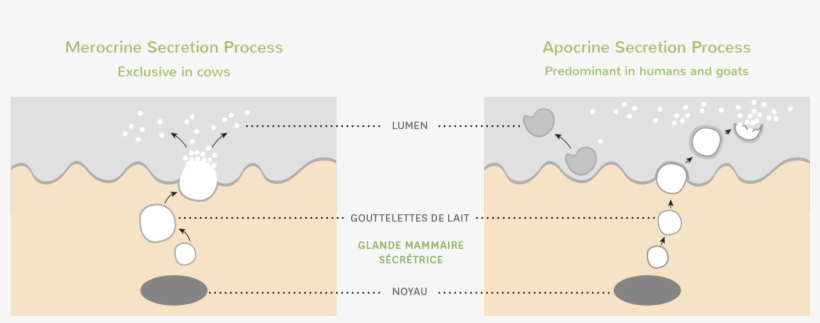 Goat Milk Is Predominantly Secreted By The Apocrine - Milk Secretion In Cows, transparent png #5075993
