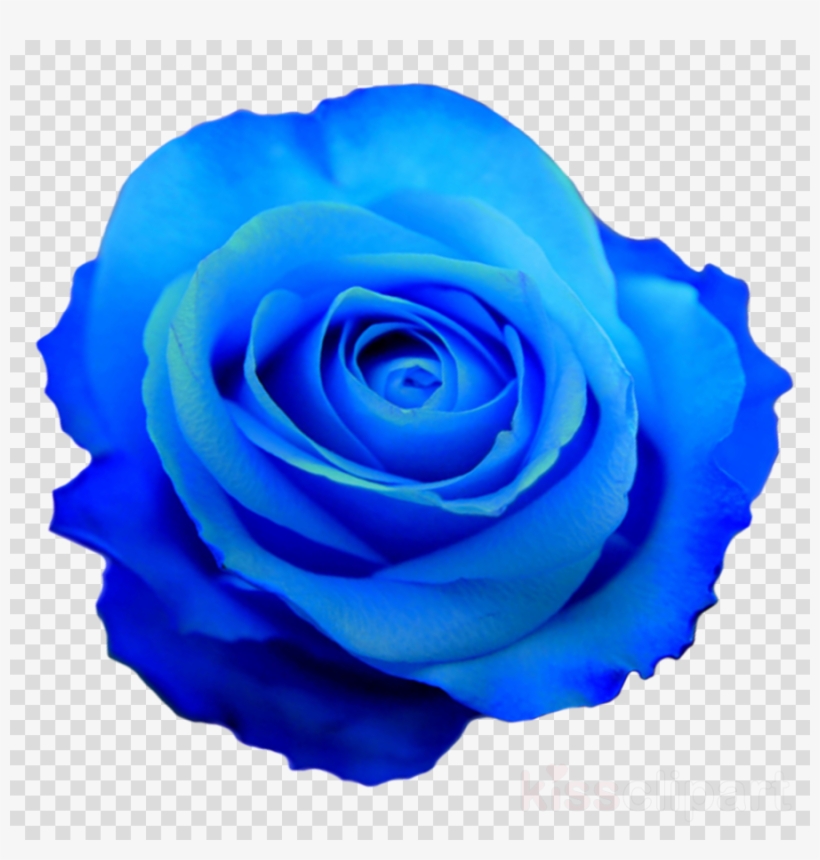 Blue Rose Transparent Clipart Blue Rose - Flor Azul En Png, transparent png #5077697