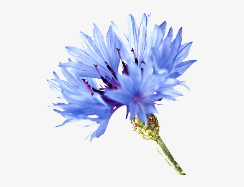 Single Cornflower Png, transparent png #5077765