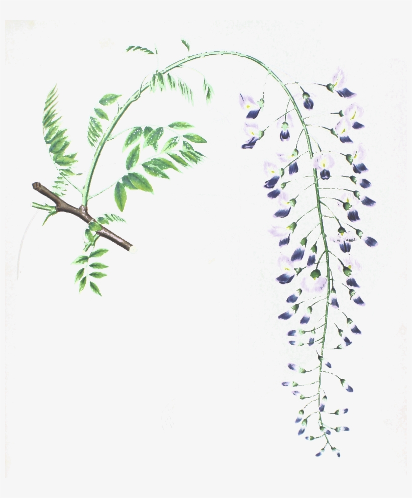 Flora Japonica - Wisteria Sinensis, transparent png #5079145