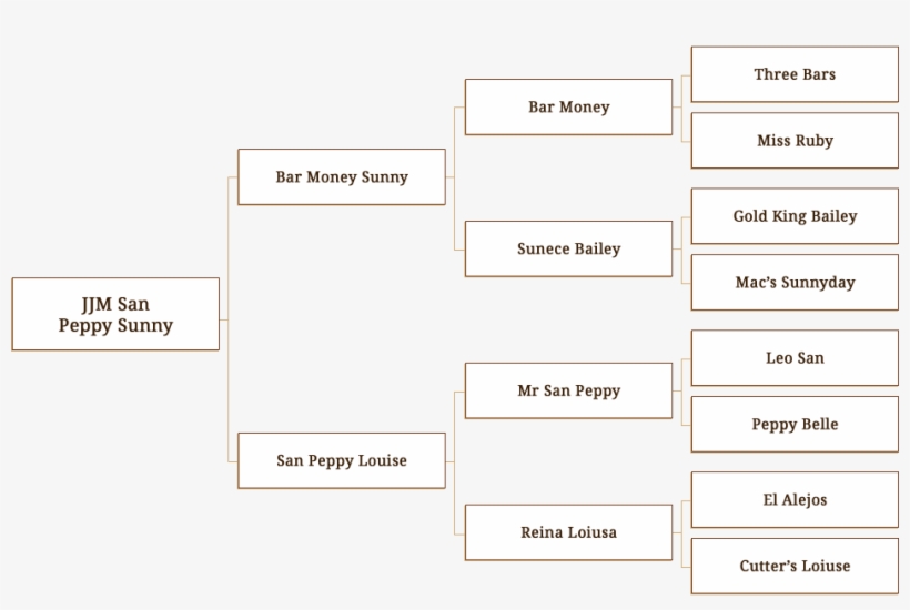 Jjm San Peppy Sunny - Genealogy, transparent png #5079147