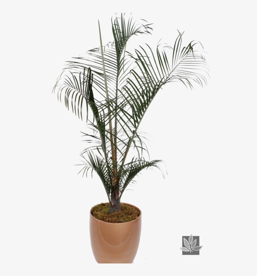Category - Coconut, transparent png #5086060