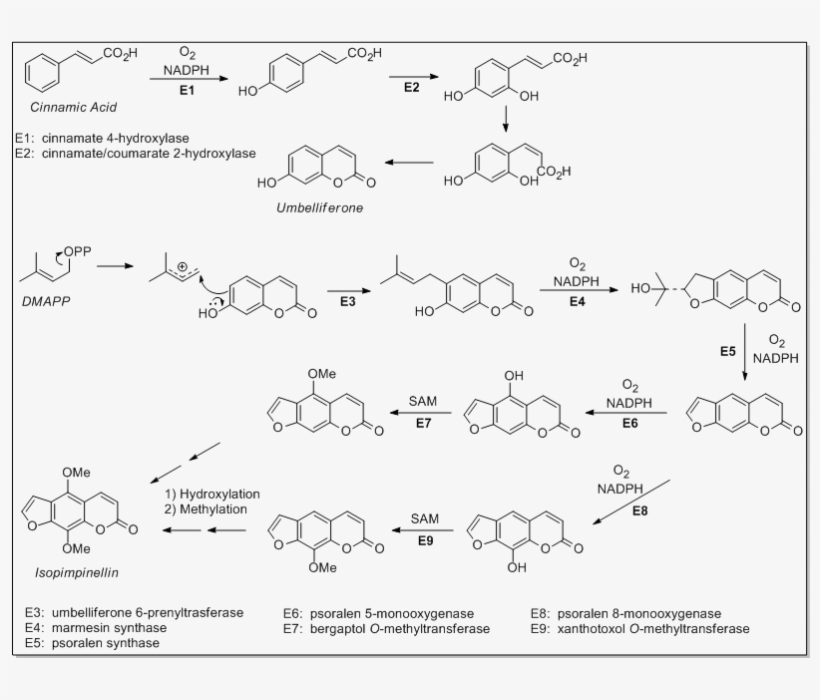 File - Chem257 - 2 - Chemistry Functional Groups, transparent png #5089490