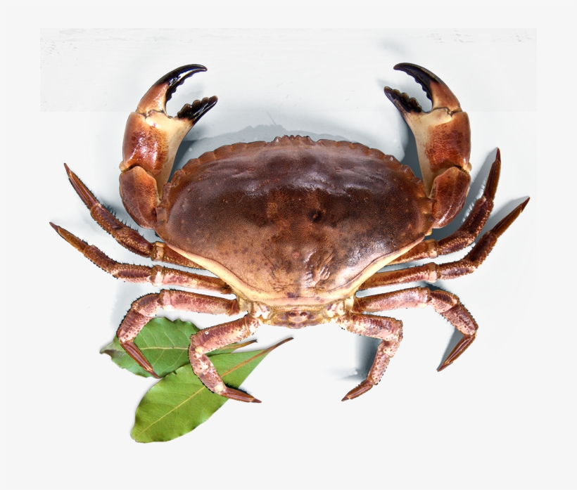 Galeria - Dungeness Crab, transparent png #5089875