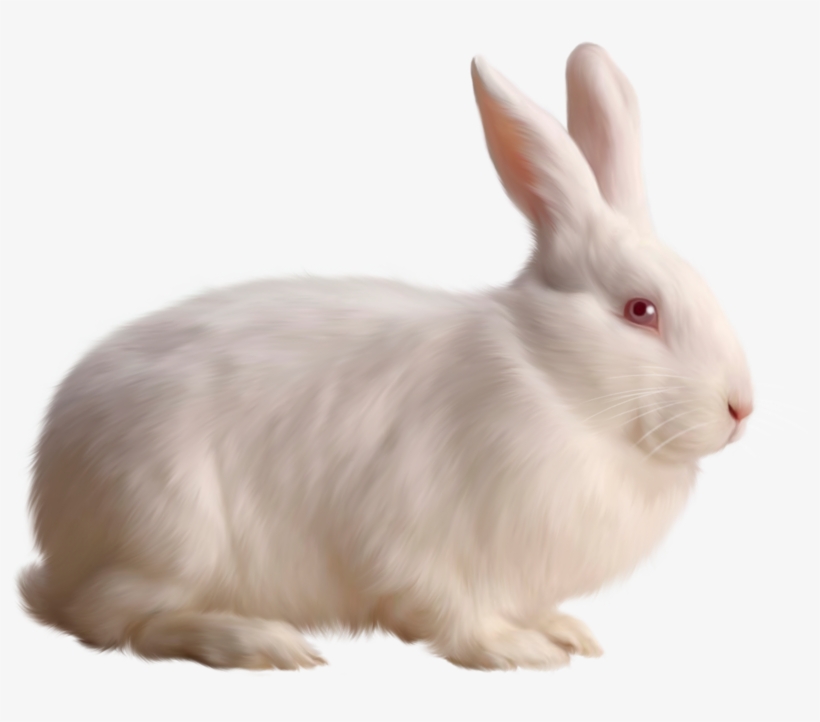 Transparent White Bunny Rabbit Png - Rabbit Png, transparent png #5090793