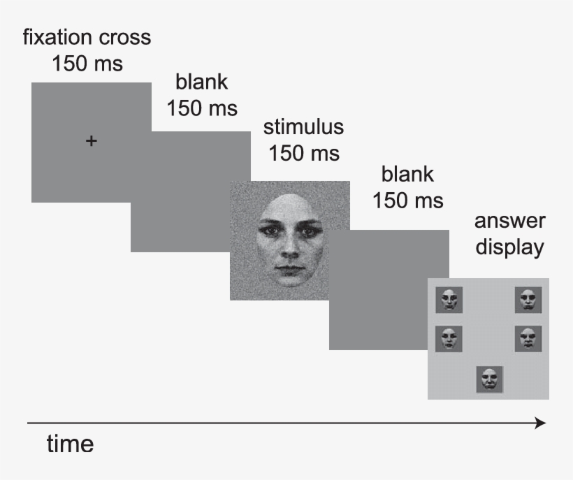 Sequence Of Displays In A Typical Trial - Skull, transparent png #5094201