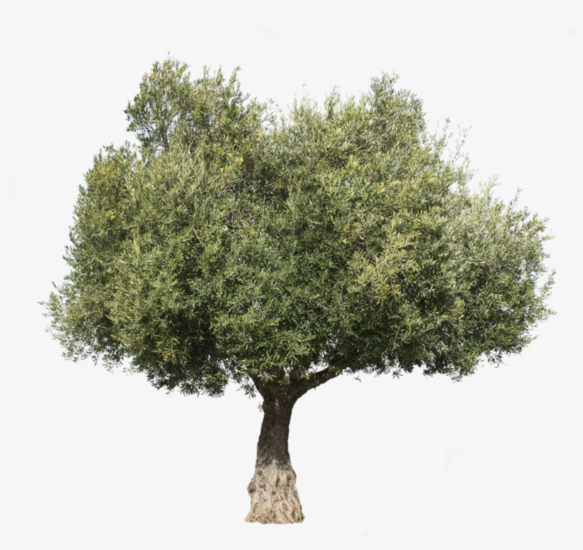 Olea Europaea Iii - Arboles Con Formato Png, transparent png #5097817