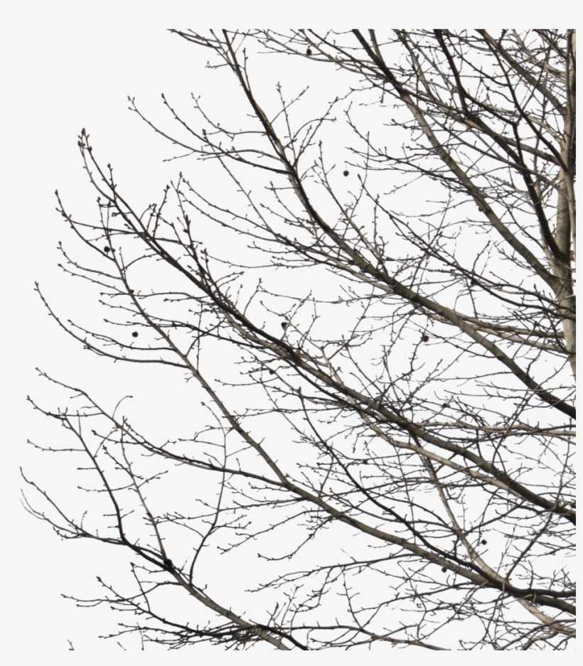 Deciduous Tree Winter I - Deciduous Tree Image Winter Transparent Background, transparent png #5097941