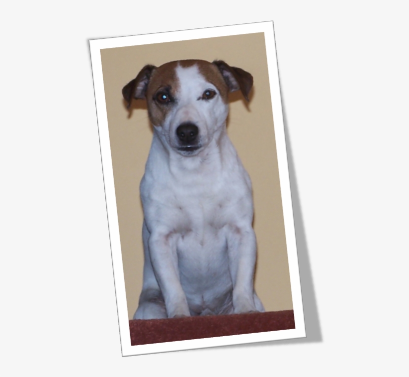 Jimmy The Jack Russell - Puppy, transparent png #5099474