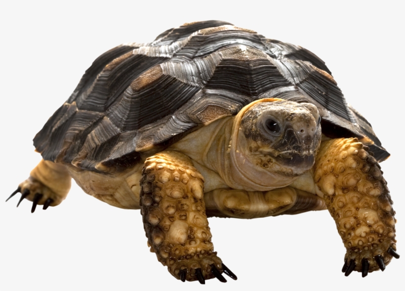Turtle Png - Tortoise Png, transparent png #510199