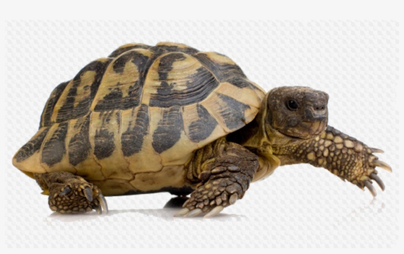 Tortoise Png Image Background - Turtle Png, transparent png #510221