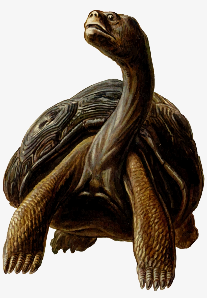 Prehistoric Tortoise Clipart - Long Neck Turtle Cartoon, transparent png #510263