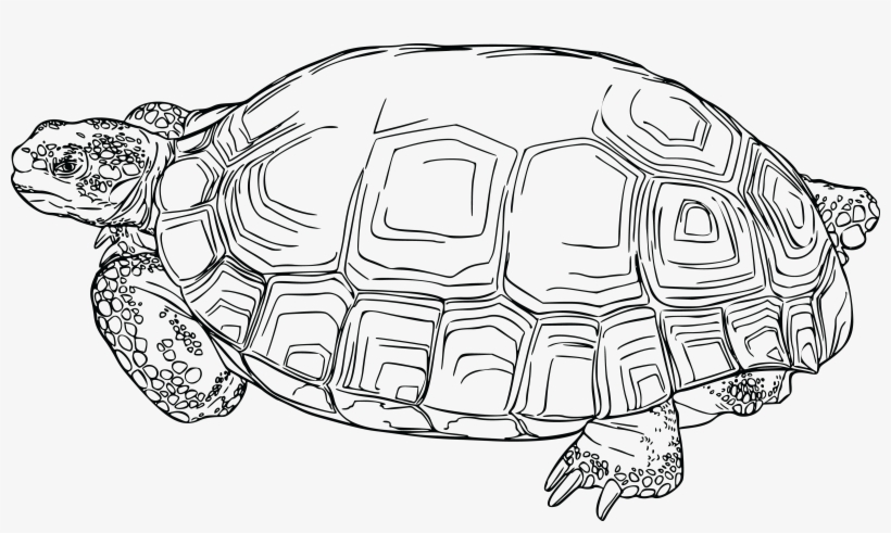 This Free Icons Png Design Of Desert Tortoise, transparent png #510343