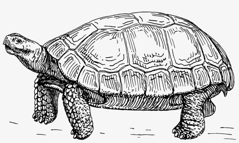 Tortoise Png, transparent png #510398