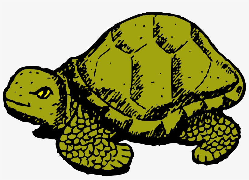 Tortoise Png, transparent png #510423