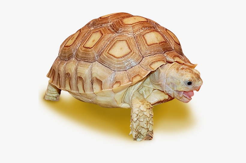Sulcata Tortoise - Sulcata Tortoise Shell, transparent png #510505